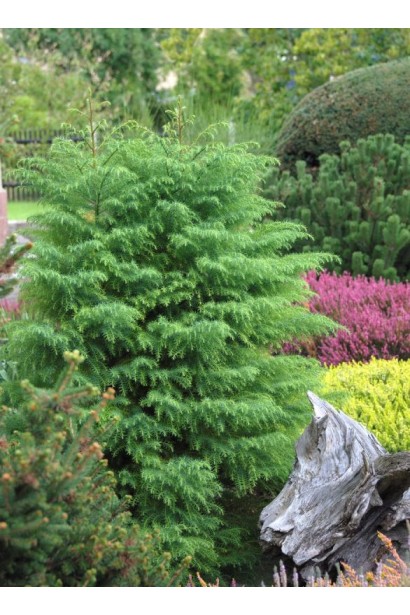 Криптомерія Елеганс Вірідіс